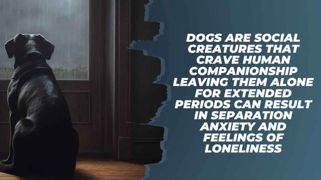  Leaving Dogs Alone For Extended Periods