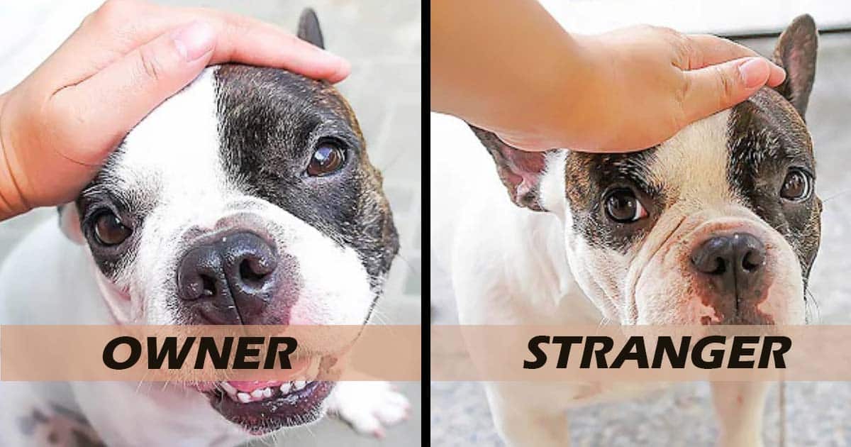 Things Your Dog Doesn't Like About You