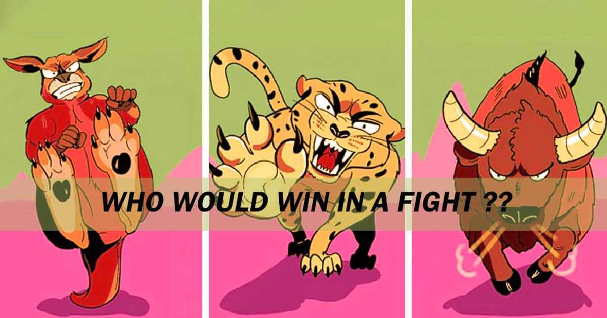 Amazing Animals With The Strongest Kicks And Punches