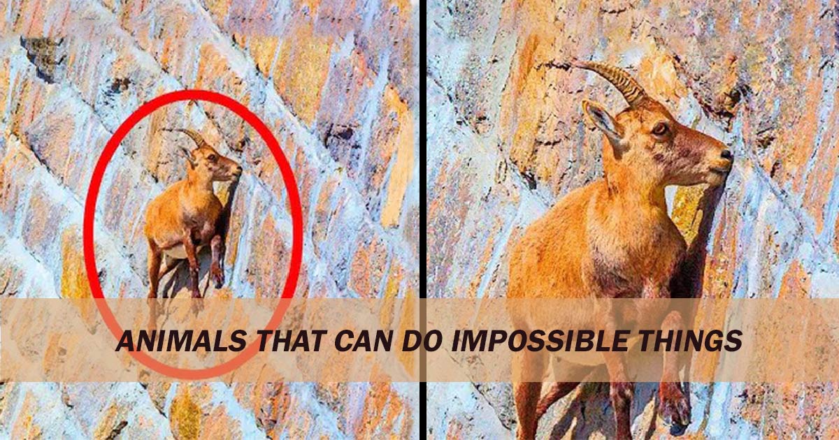 Animals That Can Do Impossible Things