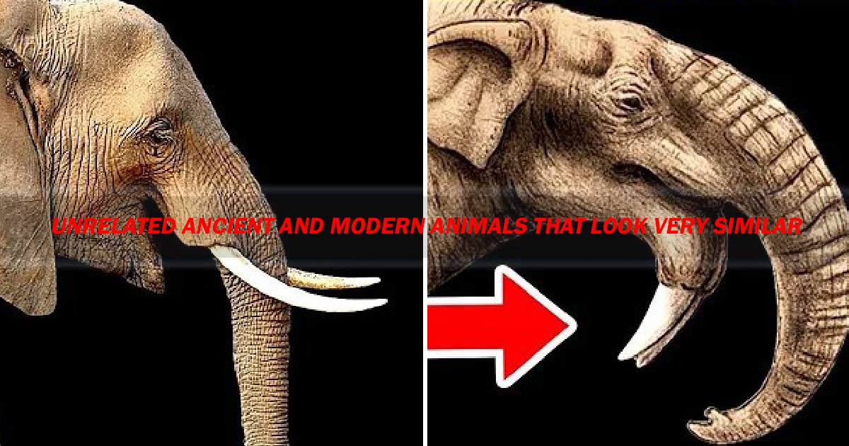 Unrelated Ancient And Modern Animals That Look Very Similar