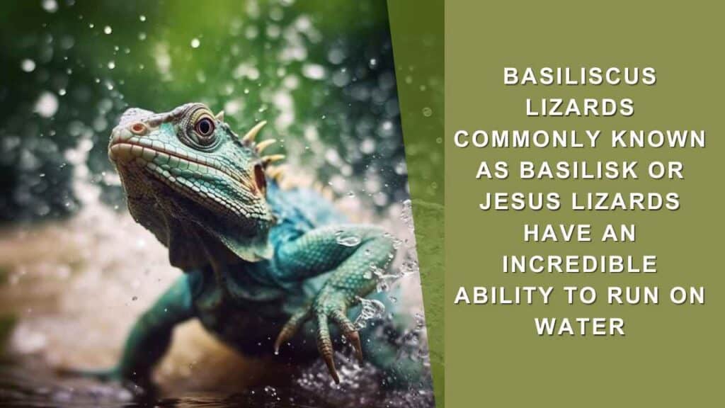 Basilicalus Lizards