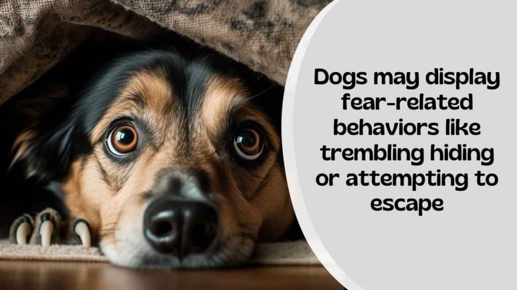 Dogs And Common Fears