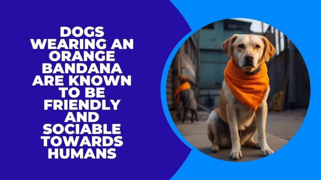 Orange Bandana - People-Friendly, Not Dog-Friendly 