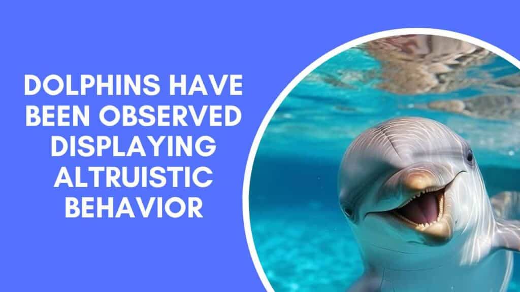Dolphins