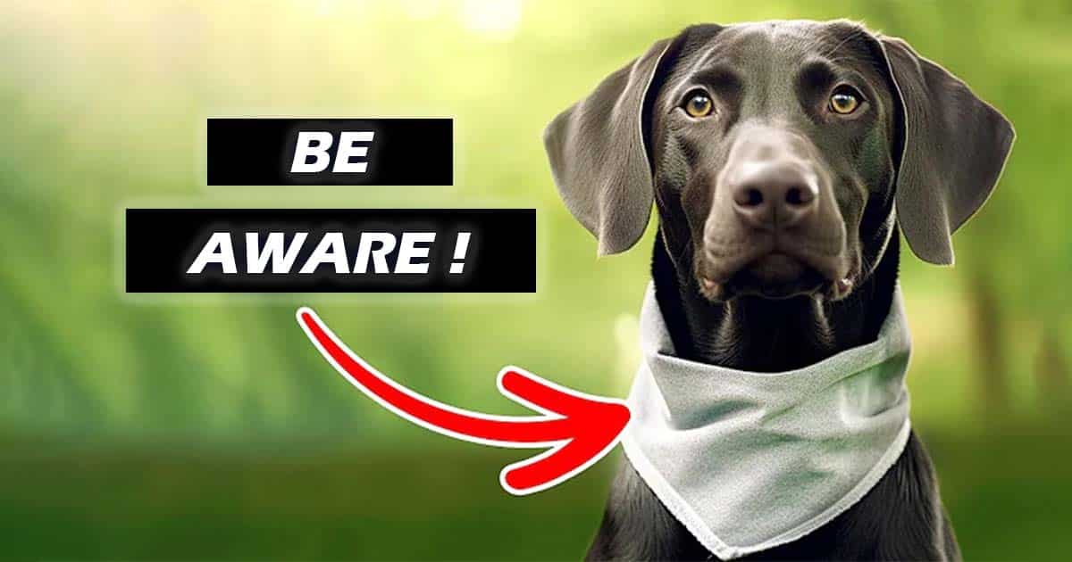 If A Dog Is Wearing This Bandana, Stay Away