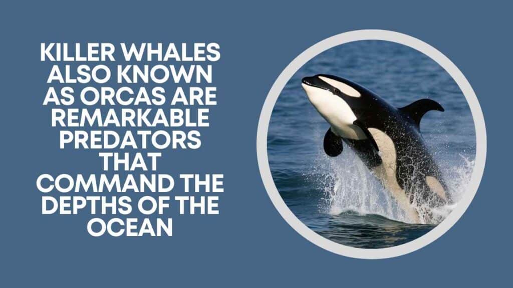 Killer Whales
