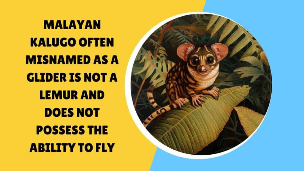 Malayan Kalugo - The Misnamed Glider