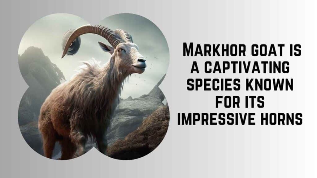  Markhor Goat - Catching Alien Radio Signals 