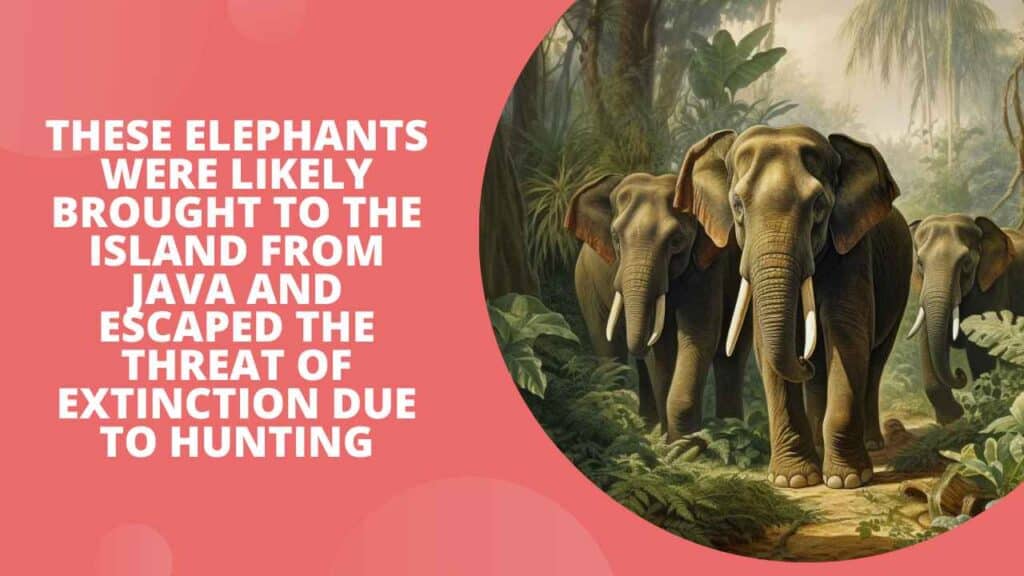 The Pygmy Elephants of Borneo