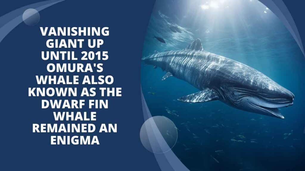 Omura's Whale