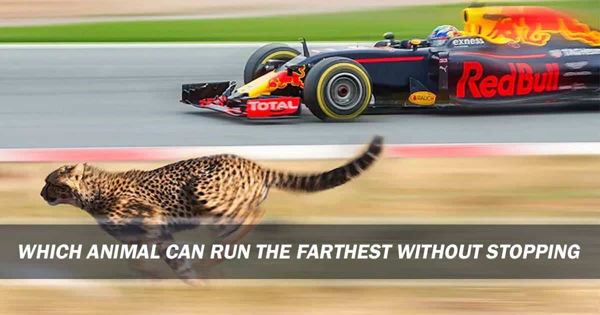Which Animal Can Run The Farthest Without Stopping