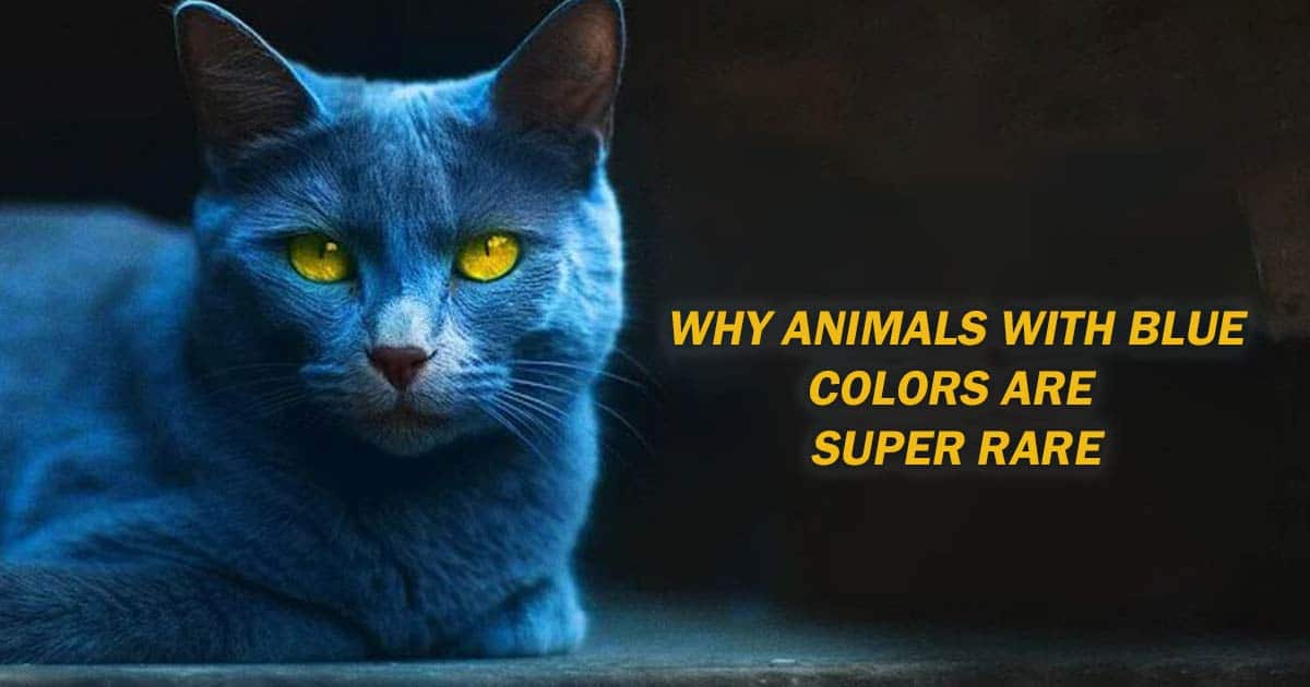 Why Animals With Blue Colors Are Super Rare