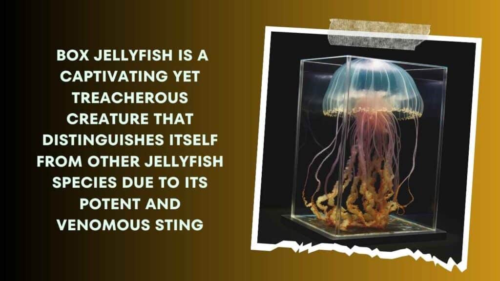 Box Jellyfish