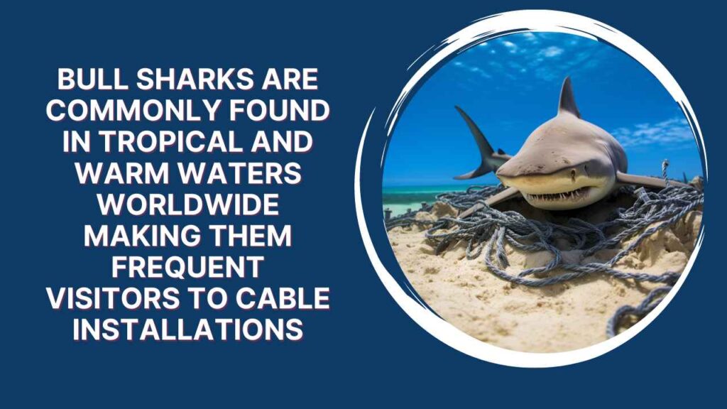 The Culprits: Bull Sharks And Cable Mischief
