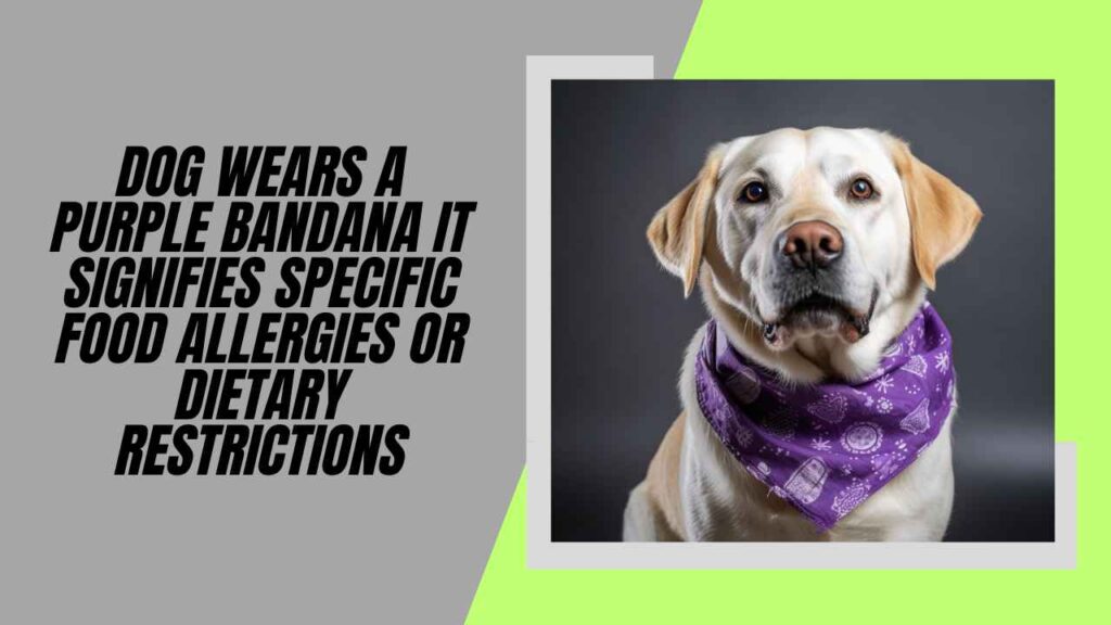 Purple Bandana - Allergies And Dietary Restrictions
