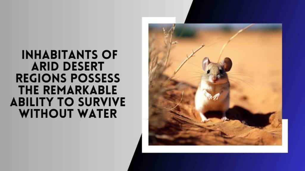 Kangaroo Rats