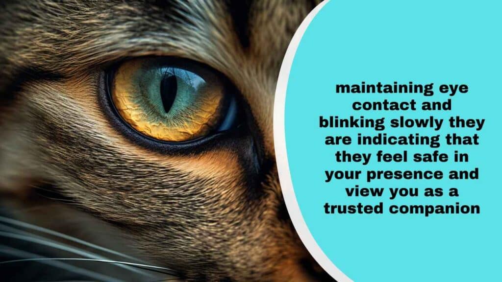 The Slow Blink Of Trust 
