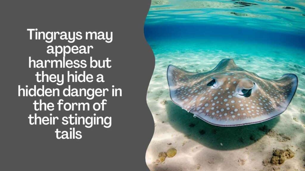 Stingray