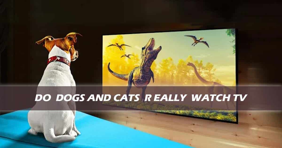 Do Dogs and Cats Really Watch TV