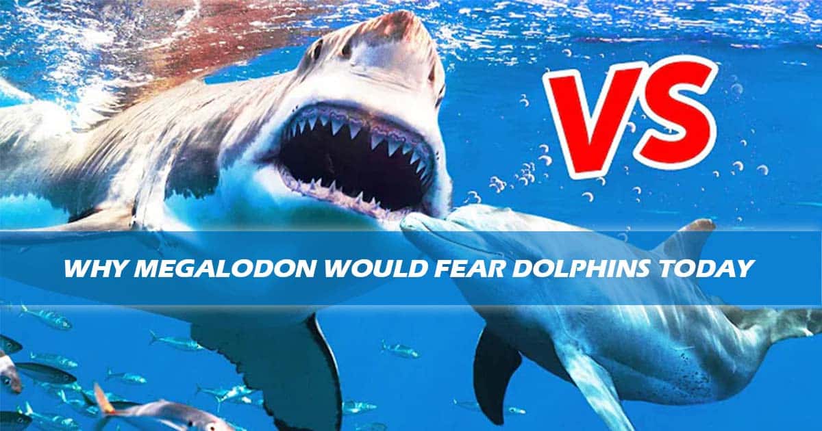 Why Megalodon Would Fear Dolphins Today
