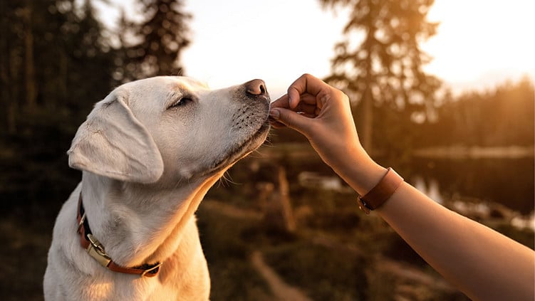 Pet Wellness