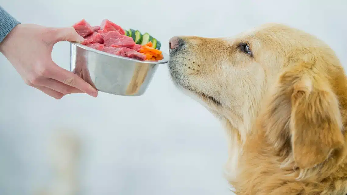 pet nutrition