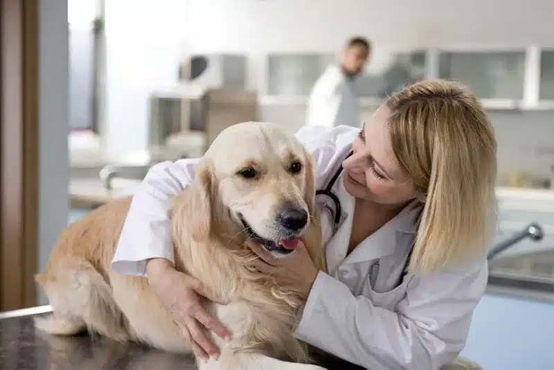 Pet Medical Abbreviation